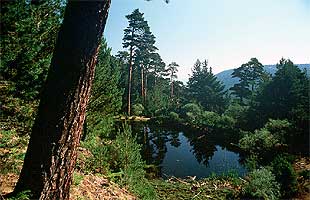 Pinos junto al arroyo de la Angostura.