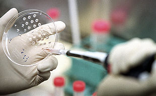 Manipulación de una placa con células madre en el Instituto Salk de California.