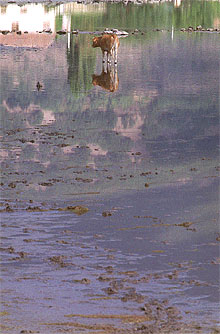La singular bañista del embalse de Pinilla