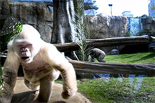 Varias personas visitan a Copito de nieve.