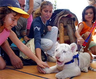 UN TIGRE BLANCO EN EL DESIERTO.