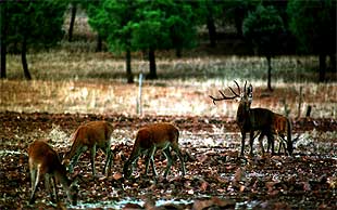 El cortejo o    berrea  de los ciervos en La Mancha tiene lugar en esta época del año.