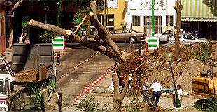 La Junta lleva a la Fiscalía la tala de árboles en Torremolinos