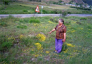 Isabel González muestra el lugar donde está enterrado su hermano, junto a otros 37 soldados republicanos.rnrnMapa hecho por la hermana de un fusilado para identificar una fosa común.