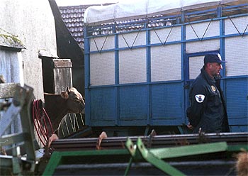 Un animal de la granja de Carballedo (Lugo) en la que se detectó el primer caso del mal de las  vacas locas  en España.