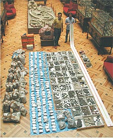 Gutiérrez Marco (izquierda) y Bernárdez posan en el Museo Geominero con miles de muestras del túnel.