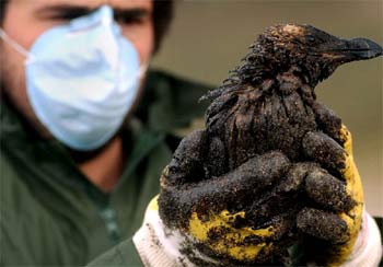 Un voluntario sujeta un ave afectada por el vertido contaminante del    Prestige. 