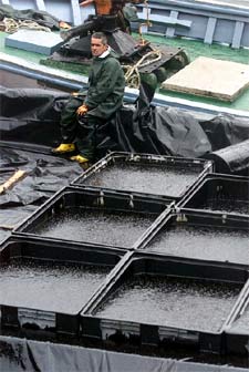 Un pescador descansaba ayer tras recoger del mar toneladas de fuel y almacenarlas en contenedores.