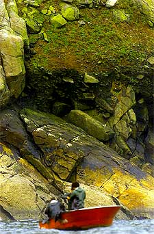 La manchas de fuel llegaron ayer a las islas Cíes (Vigo).