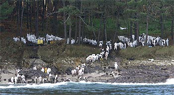 CADENA HUMANA EN LAS CÍES.