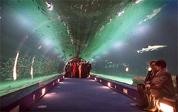 La comitiva de autoridades, al fondo, recorre el acuario dedicado al Atléntico en el que se pueden ver los tiburones de L'Oceanogràfic.