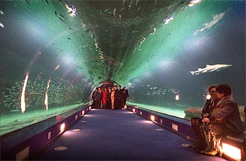 Un paseo entre tiburones