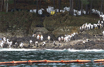 Limpieza manual de las playas de las islas Cíes, del Parque Nacional de las Islas Atlánticas.