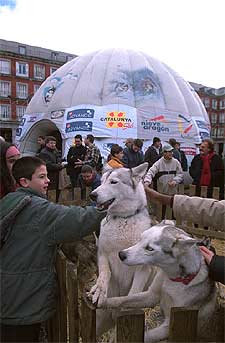 Un 'pedazo' del polo norte en el centro de Madrid