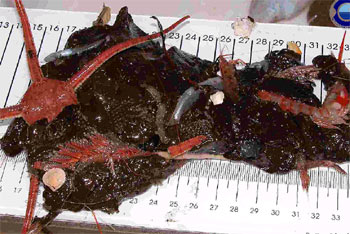 CHAPAPOTE EN EL FONDO