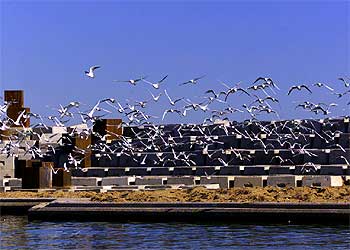 Gaviotas volando sobre una de las zonas del Fòrum.