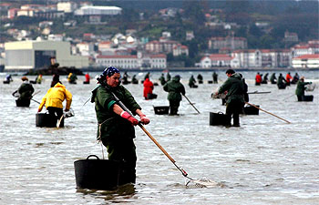 Mariscadores de la ría de Pontevedra recogían ayer almejas tras más de dos meses de parón por la catástrofe del Prestige.