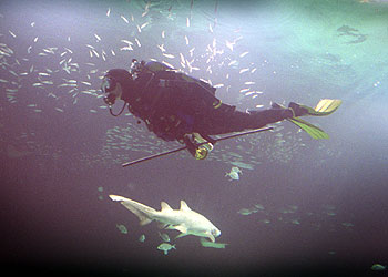Uno de los submarinistas del Oceanogràfic, en uno de los grandes acuarios, junto a un escualo.