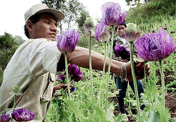 Un voluntario tailandés recoge amapolas de opio en una operación de erradicación de esta planta.