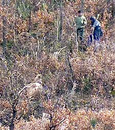 Dos cazadores, ante una vaca abatida el sábado pasado en León.
