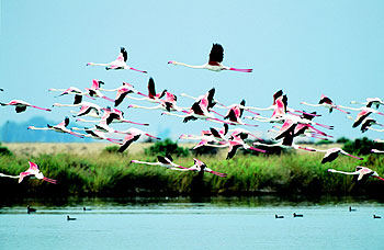 Una bandada de flamencos en Veta la Palma, una finca sevillana dedicada a la acuicultura y el turismo en el interior del parque natural de Doñana.