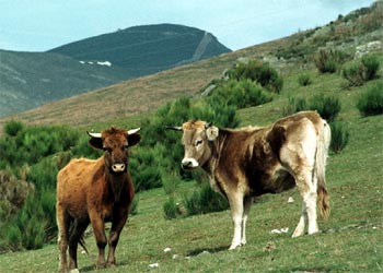 Dos terneros, temporalmente  indultados  por la Junta de Castilla y León, el pasado viernes 7 en el monte de Llamas de la Cabrera.rnrnDos vacas muertas en la  cacería  del pasado sábado, día 1.