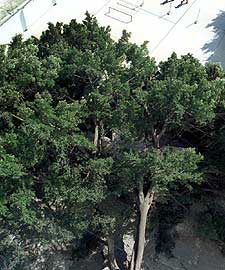 Un ficus gigante cae sobre un colegio
