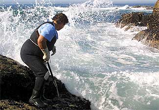 Vuelve la recogida del percebe.
