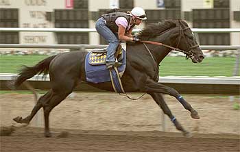  War Emblem,  durante un entrenamiento para una carrera celebrada en agosto de 2002.