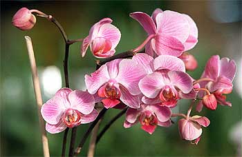 Orquídea del género  Phalaenopsis .