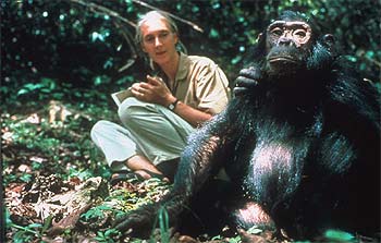 Jane Goodall en una imagen de los años sesenta recogida por un documental de  National Geographic. 
