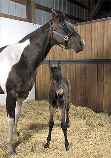 El pequeño  Idaho Gem , en el establo, junto a su madre de alquiler.
