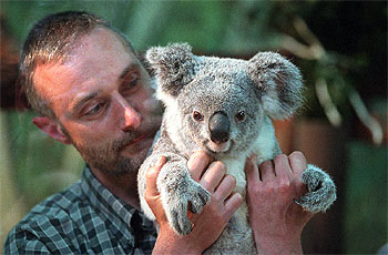 UNA KOALA PARA FORMAR FAMILIA.