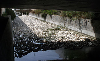 Una masa de peces muertos flotaba ayer sobre el agua de uno de los canales del río Segura en Guardamar.
