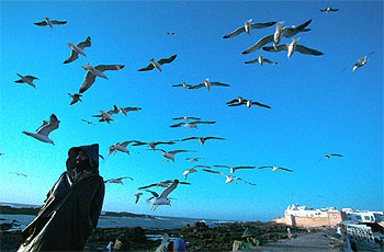 Orson Welles, Cat Stevens, Frank Zappa o Leonard Cohen pasaron por Mogador (Esauira), la ciudad blanca de la costa atlántica marroquí.
