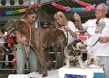 Los chuchos más guapos