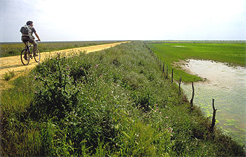 En 1998, la balsa que almacenaba los lodos tóxicos de una mina de la empresa sueca Boliden, en Aznalcóllar, reventó anegando el cauce del río. En la fotografía, el espacio, ahora recuperado, a la altura del brazo de la Torre.