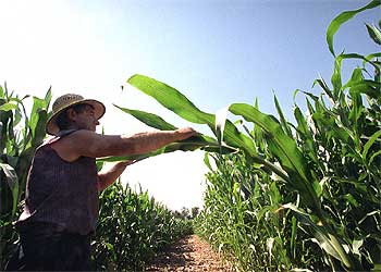 Un trabajador del centro de ensayos (Aranjuez) muestra el maíz transgénico junto al convencional.