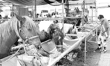 Los caballos se aferran a la Fira de Xàtiva