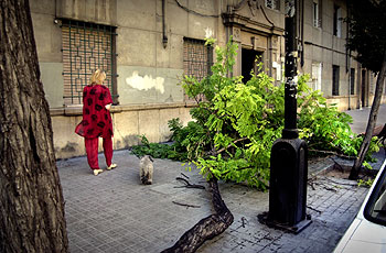 Cae otro árbol en la calle del Archiduque Carlos