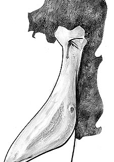 La madurez del inventor de jugadas