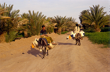 Unos niños van a recoger agua al oasis por un camino que atraviesa el palmeral de Merzouga.