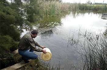 El alcalde de Algemesí, Emili Gregori, en el momento de soltar, ayer, cientos de ejemplares de  punxoset  a L'Albufera.