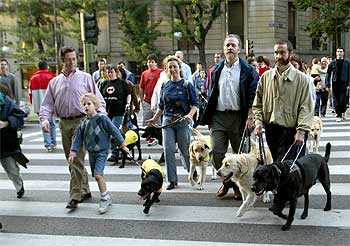 Los perros guían por Madrid.