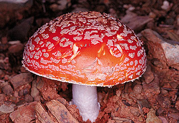 Ejemplar de  Amanita muscaria. 