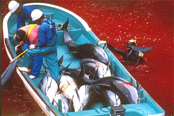 Una cuarta parte de los delfines son atrapados y alanceados junto a la costa, como muestra la foto, tomada en Wakayama.