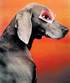 'Artículo para el ojo' (1994), fotografía de  William Wegman.