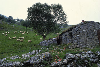 Una de las majadas en las laderas del monte Txindoki donde los pastores mantienen sus ovejas   latxas   hasta las primeras nieves.