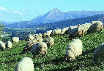 Un kilo de queso Idiazabal requiere cerca de siete litros de leche de ovejas 'latxas'.