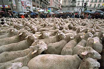 LAS OVEJAS REIVINDICAN SU CAMINO.